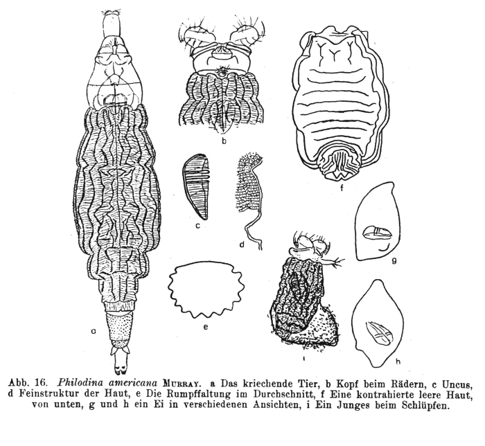 Pleuretra lineata Pleuretra lineata