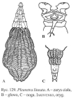 Pleuretra lineata