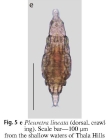 Pleuretra lineata