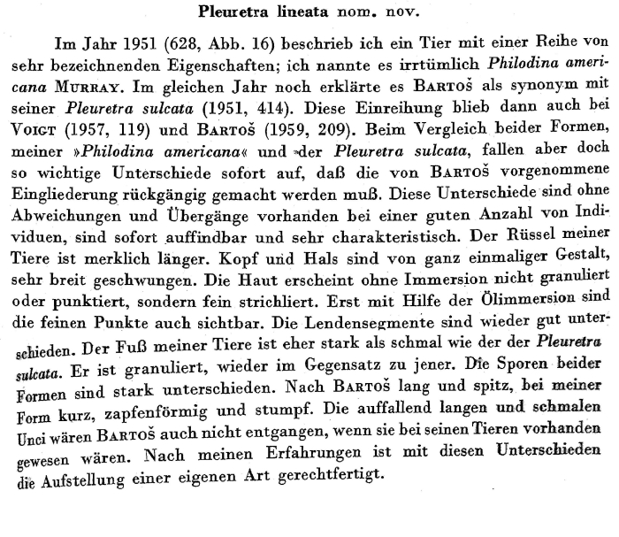 Pleuretra lineata - Original description image