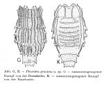 Pleuretra proxima