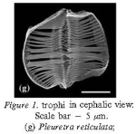 Pleuretra reticulata