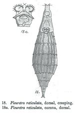 Pleuretra reticulata - Original description image