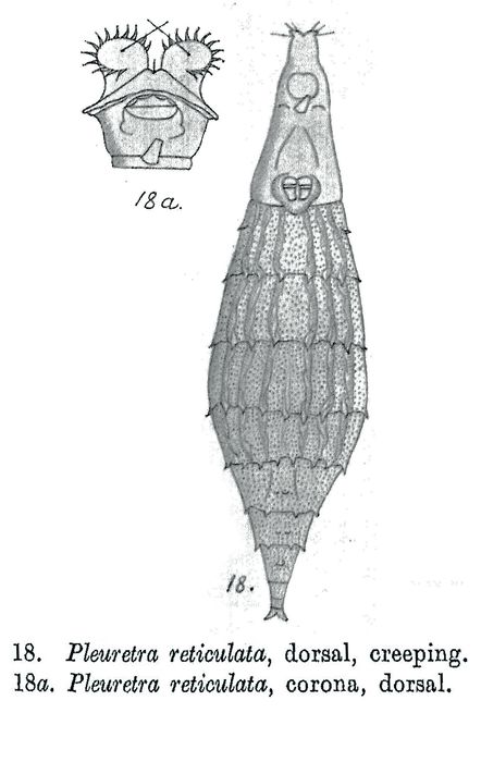 Pleuretra reticulata Pleuretra reticulata