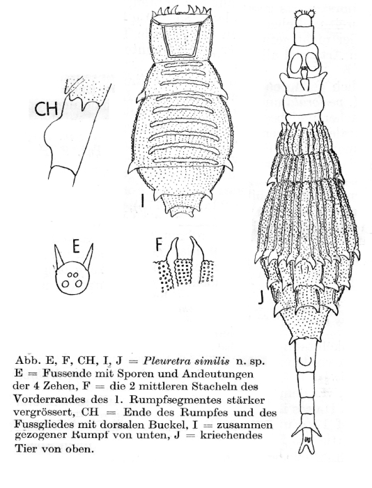 Pleuretra similis - Original description image
