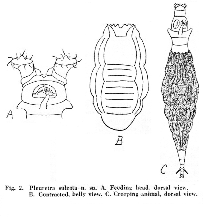Pleuretra sulcata - Original description image