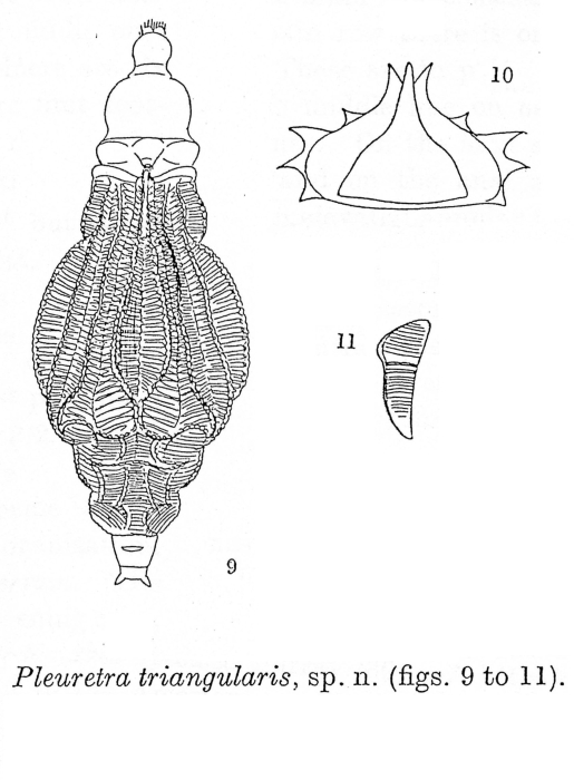Pleuretra triangularis - Original description image