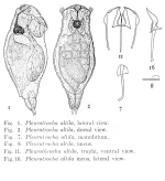 Pleurotrocha altilis - Original description image