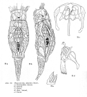 Pleurotrocha atlantica