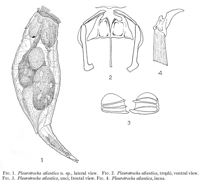 Pleurotrocha atlantica - Original description image