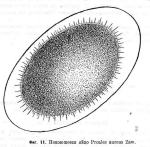 Pleurotrocha aurea