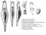 Pleurotrocha aurea - Original description image