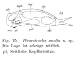 Pleurotrocha aurita - Original description image