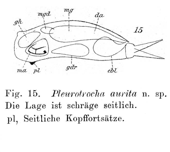 Pleurotrocha aurita - Original description image