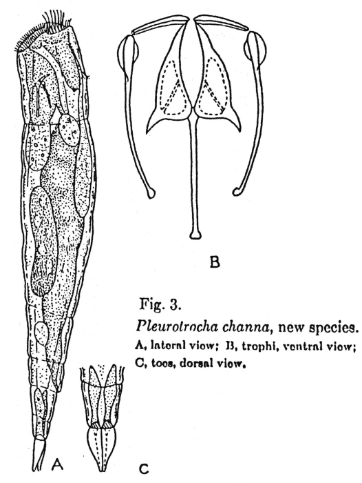 Pleurotrocha channa - Original description image