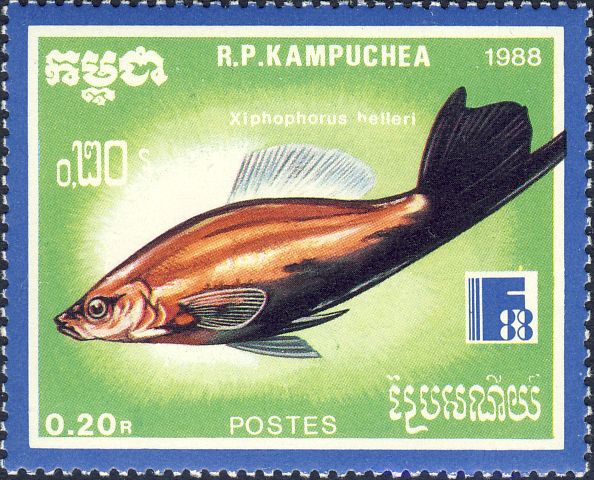 Xiphophorus hellerii