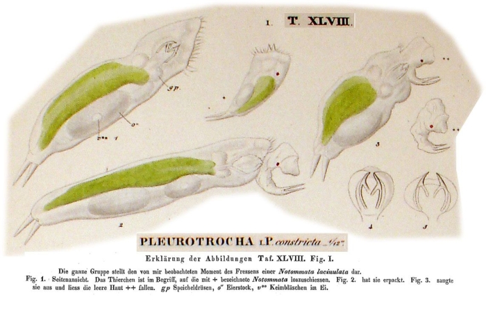 Pleurotrocha constricta Pleurotrocha constricta