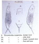 Pleurotrocha constricta