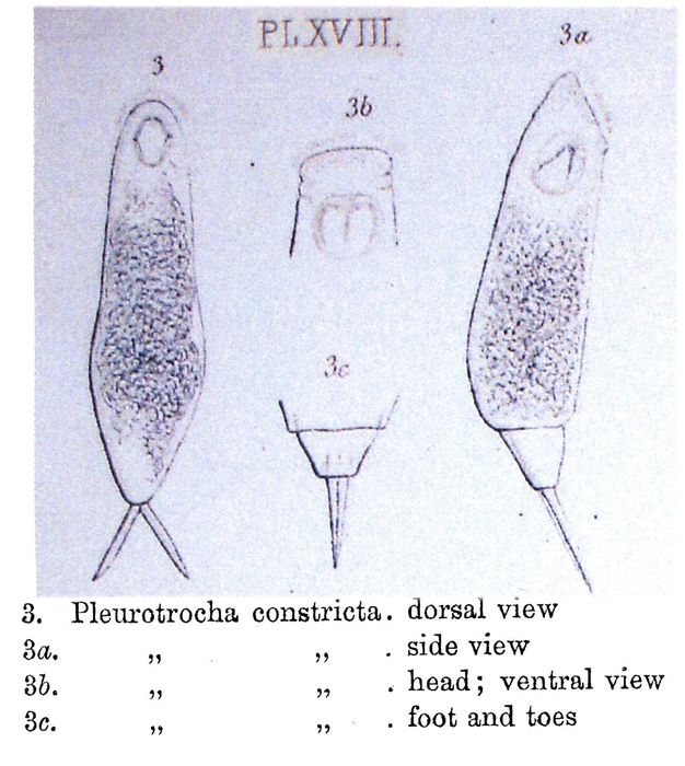 Pleurotrocha constricta Pleurotrocha constricta