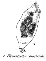 Pleurotrocha constricta