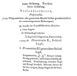 Pleurotrocha constricta - Original description image