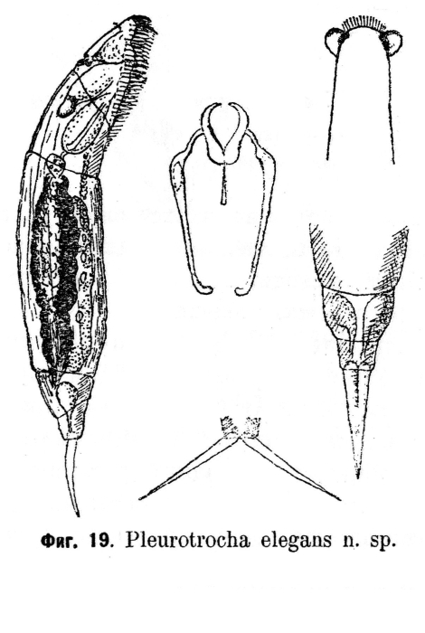 Pleurotrocha elegans - Original description image