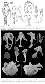 Pleurotrocha fontanetoi - Original description image
