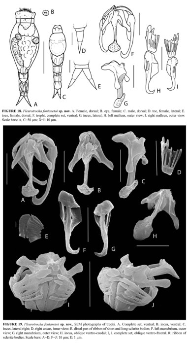 Pleurotrocha fontanetoi - Original description image