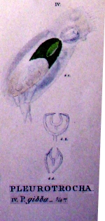 Pleurotrocha gibba