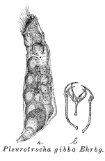 Pleurotrocha gibba