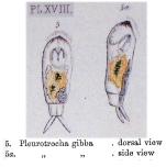 Pleurotrocha gibba