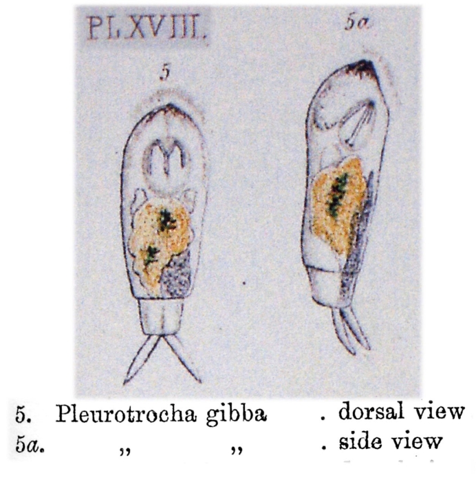 Pleurotrocha gibba Pleurotrocha gibba