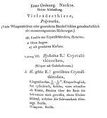 Pleurotrocha gibba