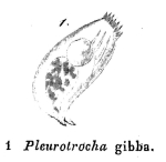 Pleurotrocha gibba