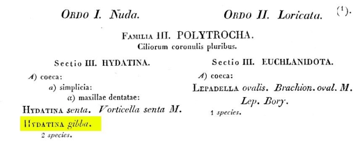 Pleurotrocha gibba Pleurotrocha gibba