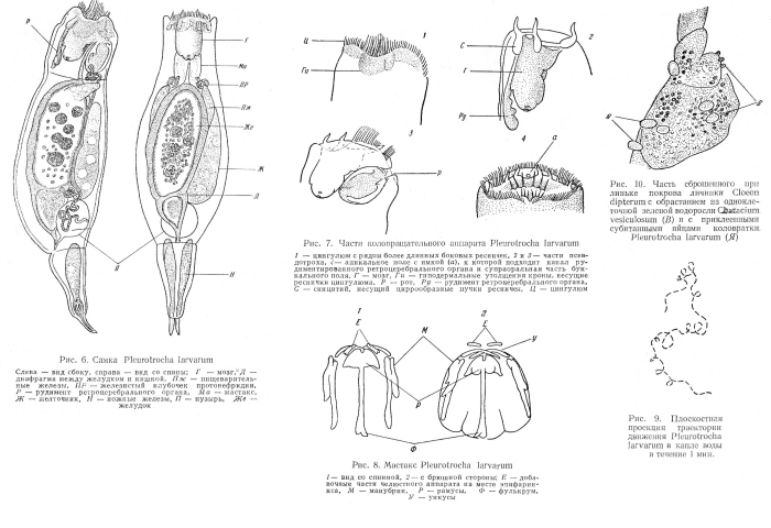 Pleurotrocha larvarum - Original description image