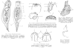 Pleurotrocha larvarum