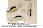 Pleurotrocha leptura