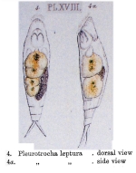 Pleurotrocha leptura