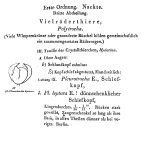 Pleurotrocha leptura - Original description image