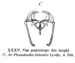 Pleurotrocha littoralis
