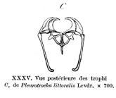 Pleurotrocha littoralis