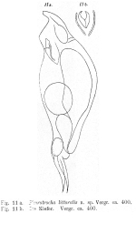 Pleurotrocha littoralis - Original description image