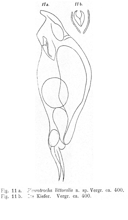 Pleurotrocha littoralis - Original description image