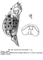 Pleurotrocha macropoda - Original description image
