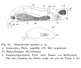 Pleurotrocha marina