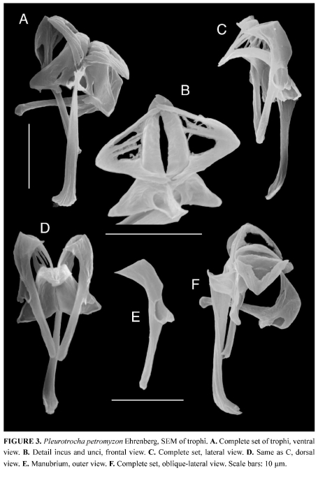 Pleurotrocha petromyzon Pleurotrocha petromyzon