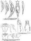Pleurotrocha petromyzon