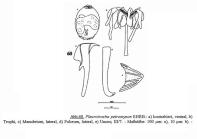 Pleurotrocha petromyzon