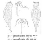 Pleurotrocha petromyzon